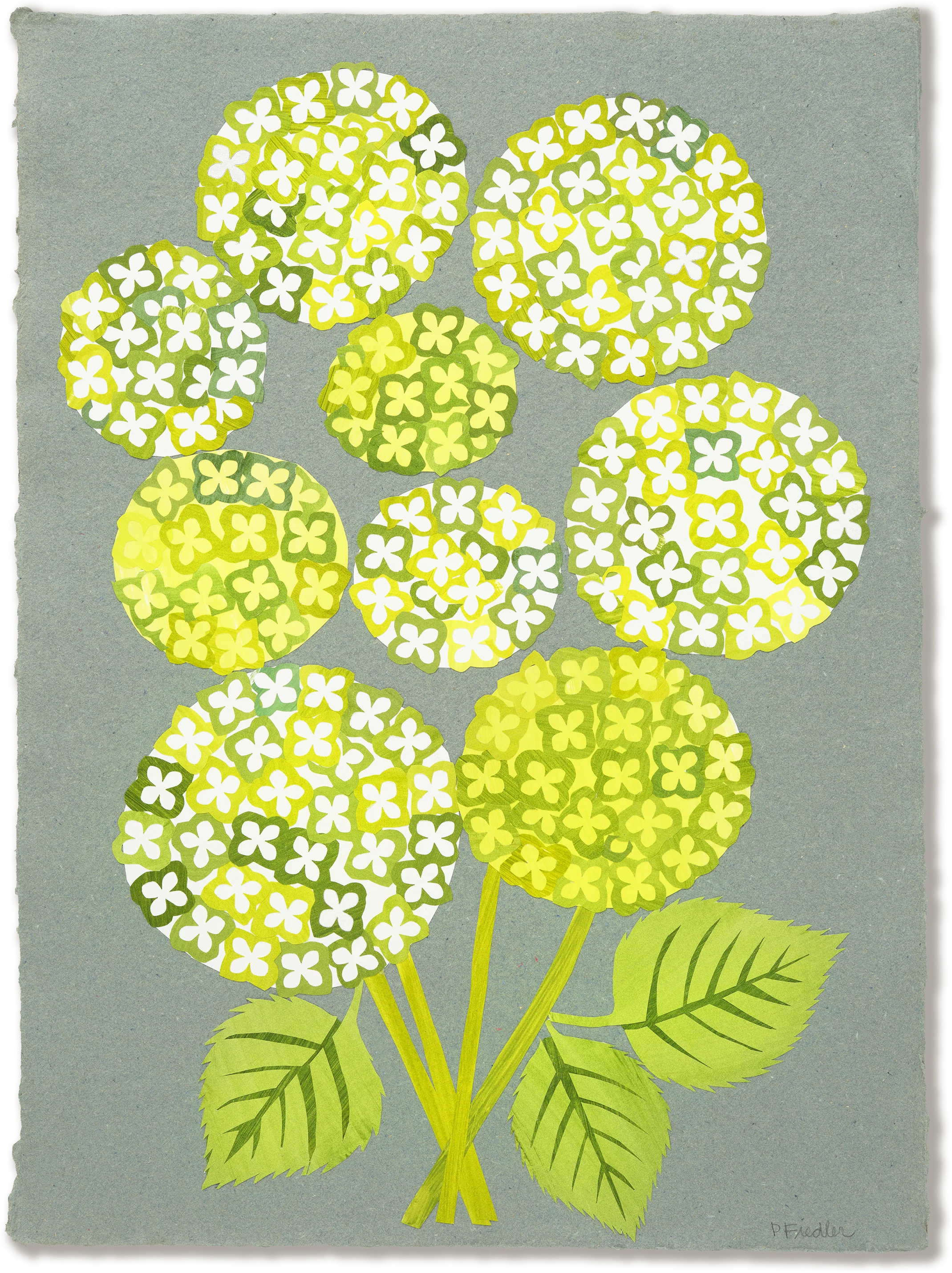 Denise Fiedler Floral Collage - 9 Chartreuse Hydrangea with Stems on Grey Paper