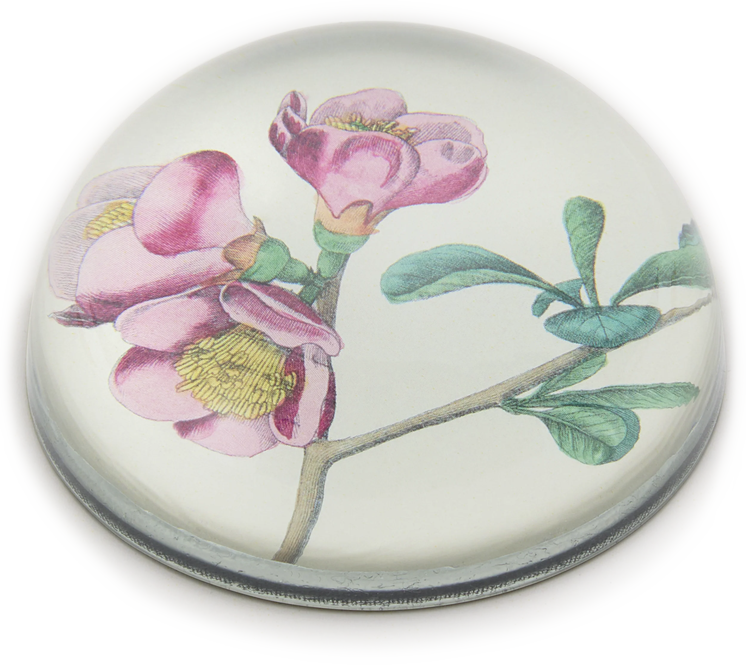 John Derian Cognassier du Japon Paperweight