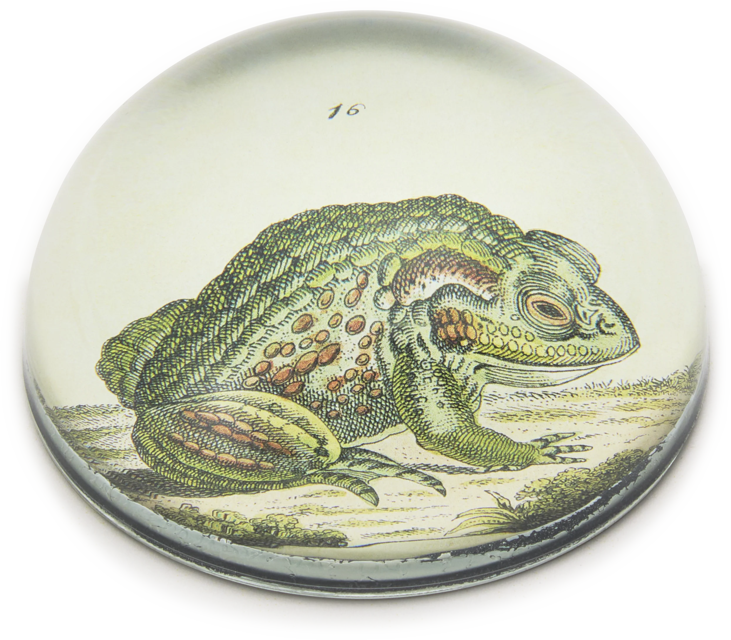 John Derian Frog No.16 Paperweight