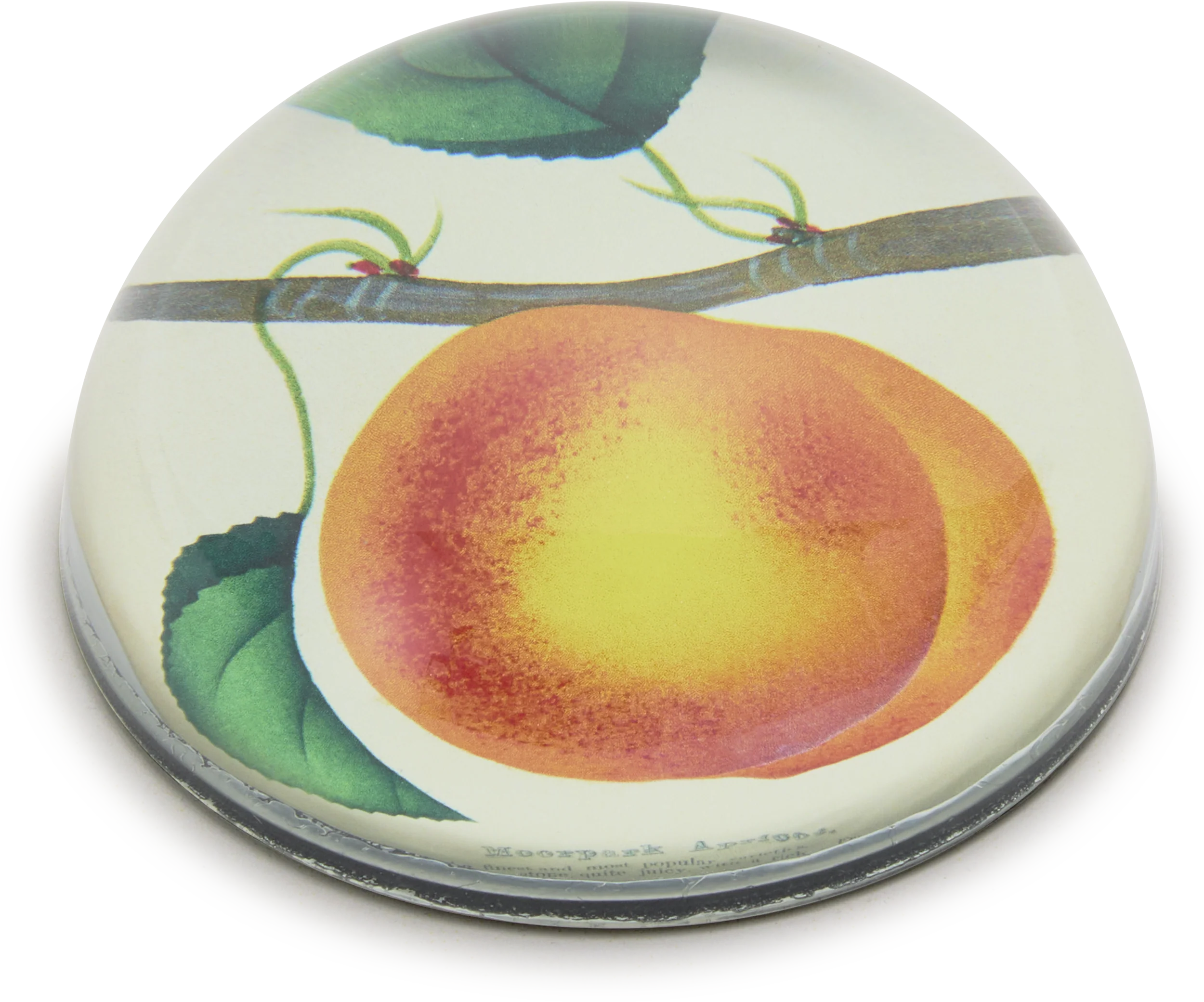 John Derian Moorpark Apricot Paperweight