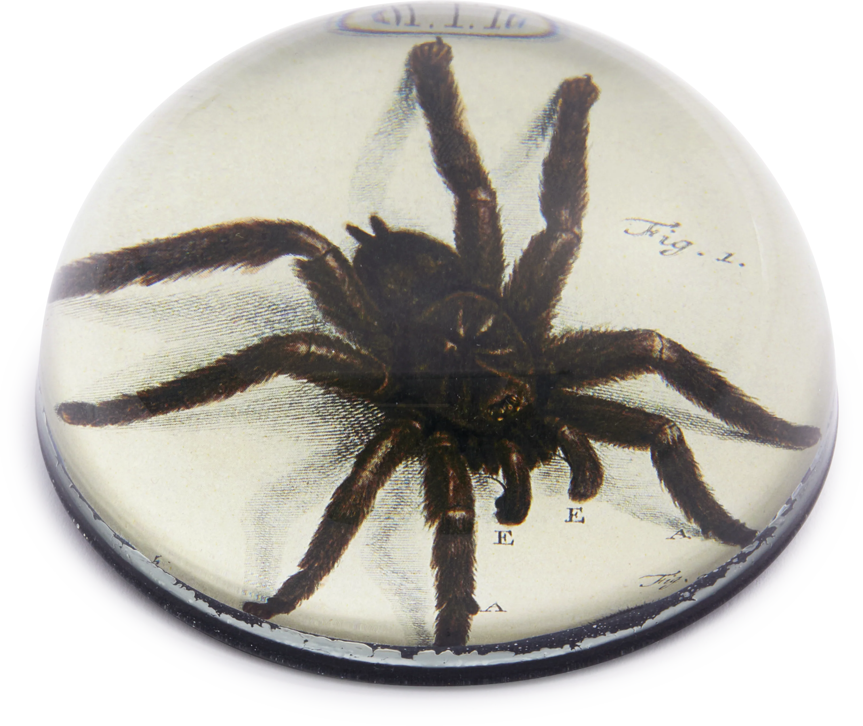 John Derian Tarantula Paperweight